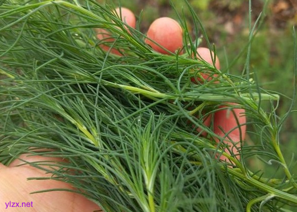糖尿病夏天可以吃猪毛菜吗?猪毛菜多吃可以控糖吗?
