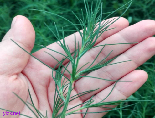 糖尿病夏天可以吃猪毛菜吗?猪毛菜多吃可以控糖吗?
